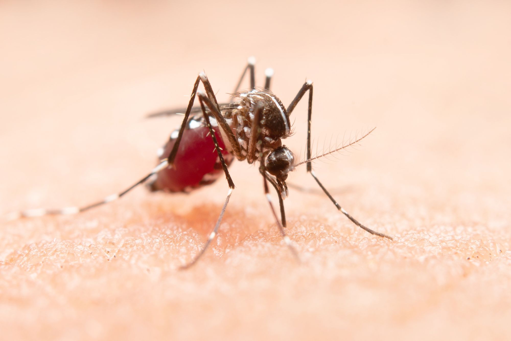 Anápolis forma Gabinete de Combate à Dengue com Parcerias Estratégicas 2 Anápolis forma Gabinete de Combate à Dengue com Parcerias Estratégicas