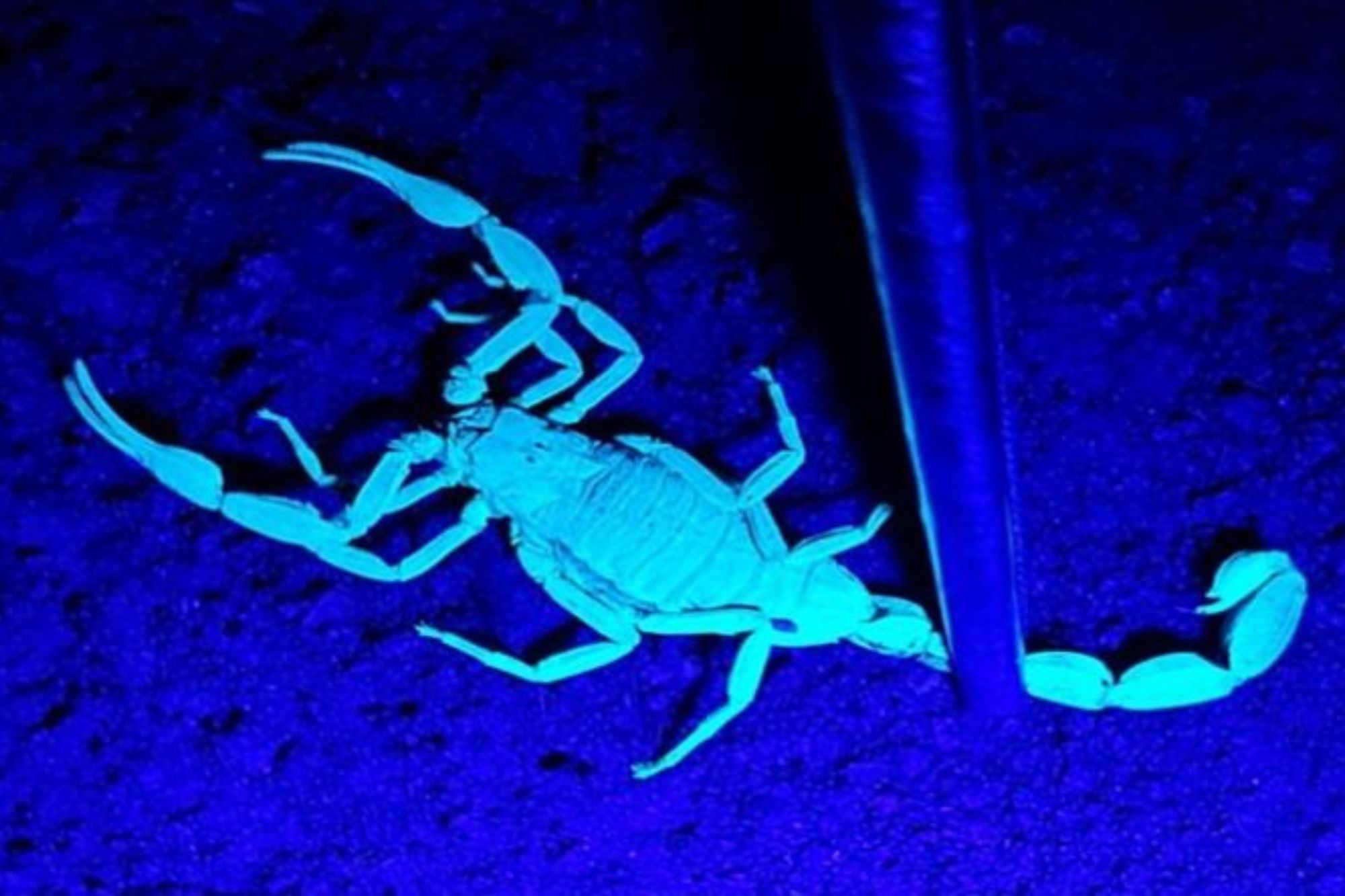Pesquisadores da UEG alertam para riscos de acidentes com escorpiões em razão de avanço das alterações climáticas 2 Pesquisadores da UEG alertam para riscos de acidentes com escorpiões em razão de avanço das alterações climáticas