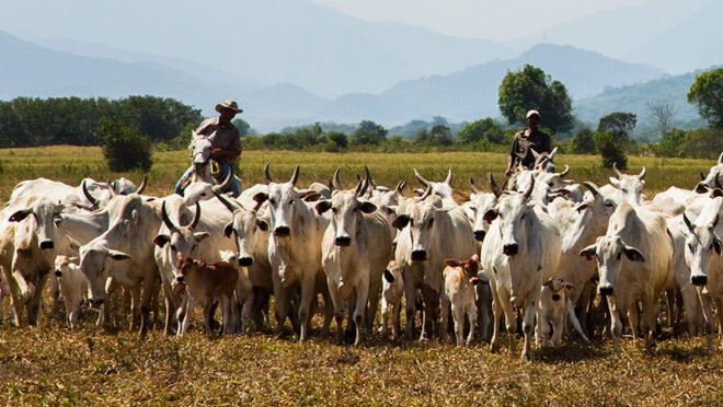 Pará e Mato Grosso do Sul disputam liderança na pecuária 2 pecuária brasileira, pecuária nacional, São Félix do Xingu, Corumbá.