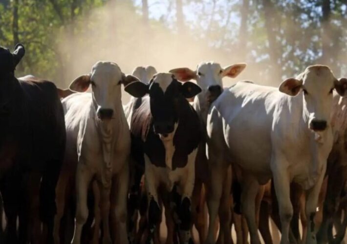 Brasil tem mais bois do que gente na pecuária 4 rebanho bovino, pecuária brasileira, impactos sociais da pecuária, desafios ambientais.