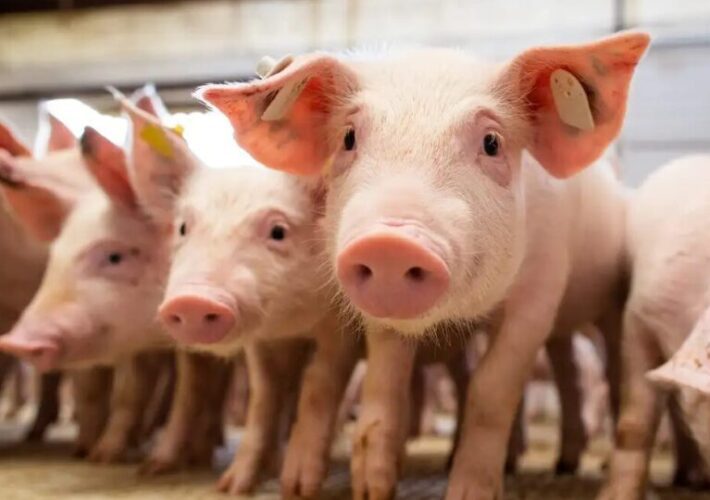 Produção de carne suína em Uberlândia cresce a bilhões 3 produção de suínos, Uberlândia, carne suína, Minas Gerais.