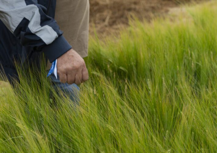 Ambev e agricultores transformam a produção de cerveja no Brasil 5 produção de cerveja brasileira, cerveja artesanal, Agroindústria, Ambev.