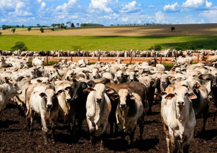 Tarifaço revela que Brasil não depende tanto dos EUA 3 tarifaço carne bovina Brasil, carne bovina Brasil, agronégocio, tarifas de importação.