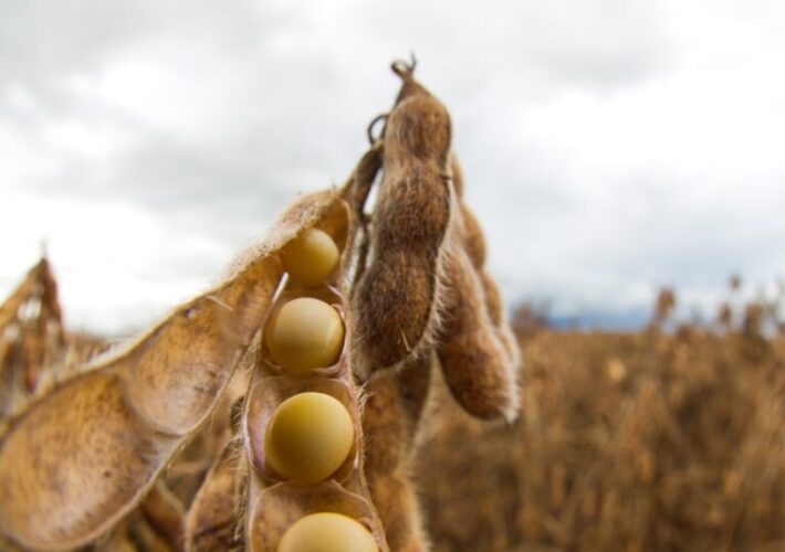 Inadimplência no agronegócio atinge 8,1% em 2025 4 inadimplência no agronegócio, Serasa Experian, setor agrícola, credibilidade financeira.