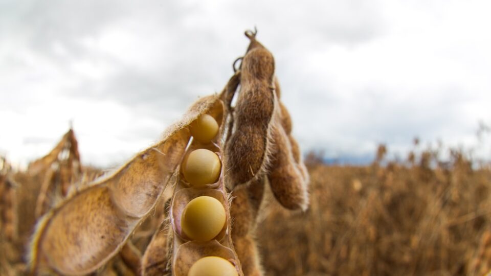 Inadimplência no agronegócio atinge 8,1% em 2025 2 inadimplência no agronegócio, Serasa Experian, setor agrícola, credibilidade financeira.