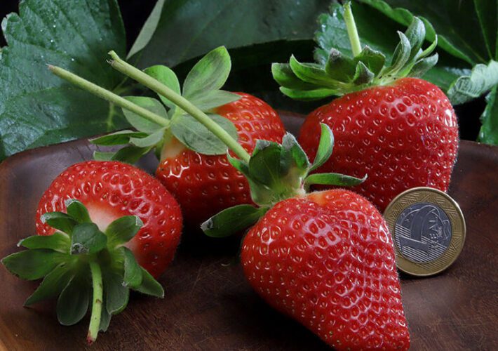 Nova cultivar de morango brasileiro atrai interesse da Europa 2 cultivar de morango, Embrapa, agricultura brasileira, exportação de frutas.