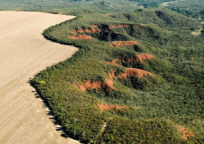 Universidades se unem para preservar o Cerrado 4 preservação do Cerrado