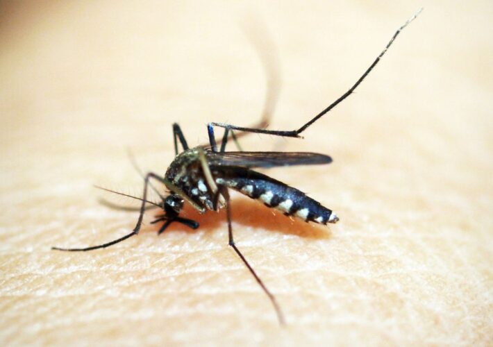 Brasileiros publicam maior estudo sobre sequelas do Zika 5 sequelas do Zika