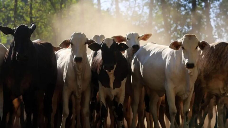 Brasil tem mais bois do que gente na pecuária 2 rebanho bovino, pecuária brasileira, impactos sociais da pecuária, desafios ambientais.